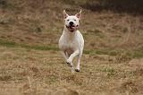 DOGUE ARGENTIN 228